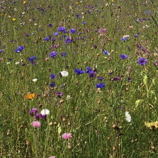 The wild meadow that surrounds the Dinesen Factory in Denmark... #factoryvisit #Dinesen #douglasfir #oak #denmark